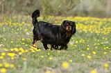 CAVALIER KING CHARLES 606